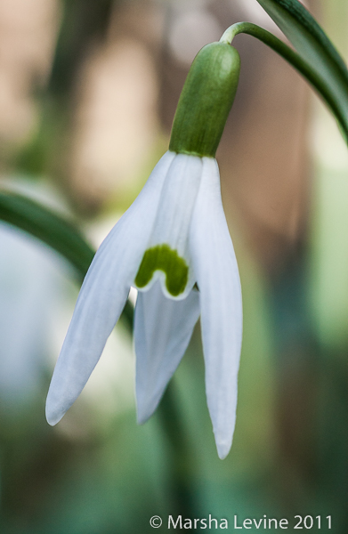 A Snowdrop (Galanthus sp) in blossom, Cambridge