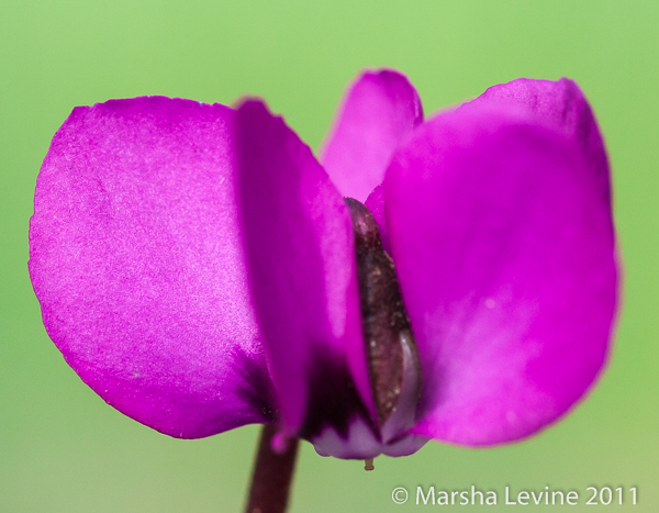 Cyclamen coum (Eastern Cyclamen) in a Cambridge garden