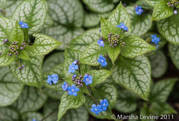 Brunnera macrophylla 'Jack Frost' in a Cambridge garden