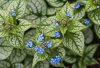 110327-9370 Brunnera macrophylla 'Jack Frost' in a Cambridge garden