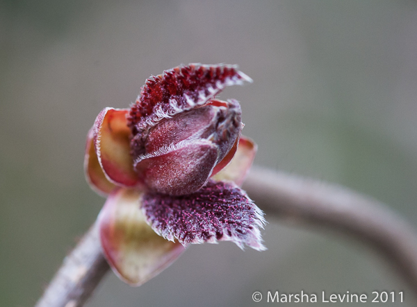 Red Corkscrew Hazel, 'Red Majestic', in a Cambridge garden