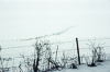 811227-091-16 Snowy landscape near Coldrum Chambered Tomb, Neolithic Kent