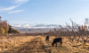 071103-2984 Cattle grazing in the Issyk-Kul basin (Kyrgyzstan)