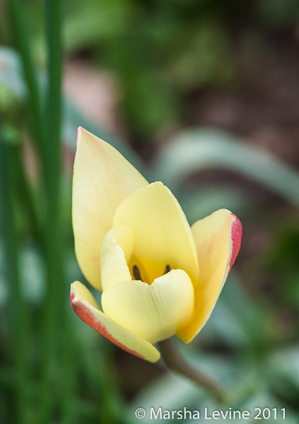 Tulipa clusiana flowering in my garden in Cambridge