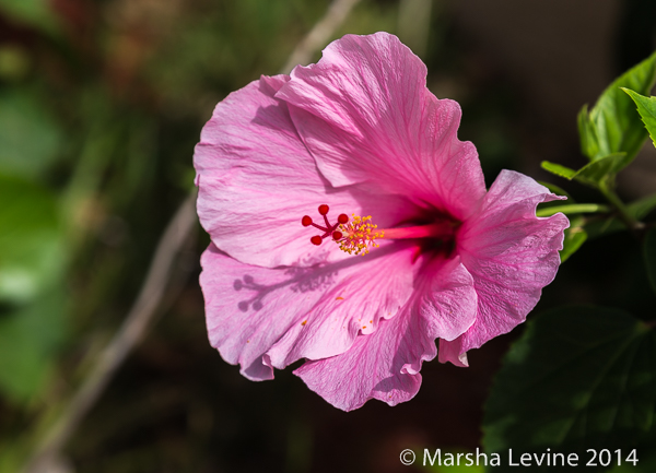 This plant is probably a Hibiscus rosa-sinensis