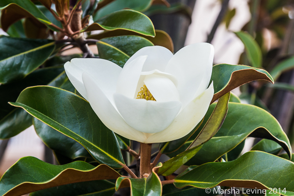 Southern Magnolia in a Shorewood Drive garden, Cape Canaveral