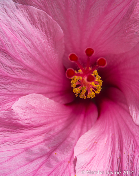 This plant is probably a Hibiscus rosa-sinensis