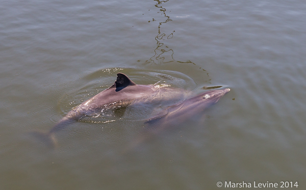 Two Bottlenose Dolphins swimming in Canaveral Lock