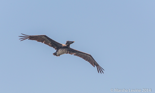 A Brown Pelican gliding over Canaveral Lock