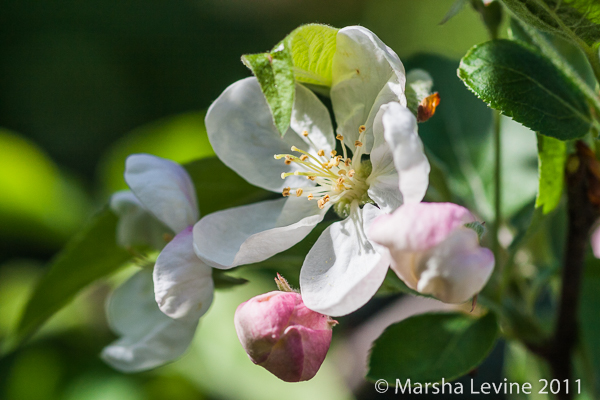 Crabapple 'Evereste' in bloom