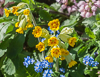 110410-9528 Cowslip, Forget-me-not and Dead-nettle in a Cambridge garden 