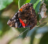 110805-1564 Red Admiral hanging from a Sweet Bay leaf, Cambridge