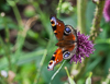 130726-5494 A Peacock butterfly on a Chive flower in a Cambridge garden