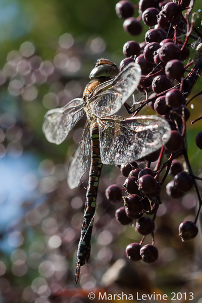 Female Migrant Hawker Dragonfly on an Elder tree 