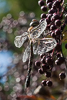 130830-5546 Female Migrant Hawker Dragonfly on an Elder tree 