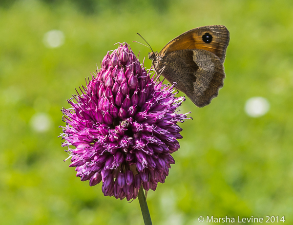 Meadow Brown butterfly on a Round-headed Leek in Cambridge