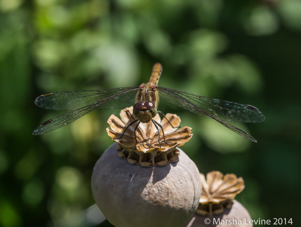 Dragonfly perching on an Opium Poppy in a Cambridge garden.