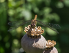 140730-6075 Dragonfly perching on an Opium Poppy in a Cambridge garden.