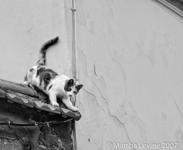 Cat on a tiled roof in Istanbul (Turkey)