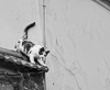 071108-3369 Cat on a tiled roof in Istanbul (Turkey)