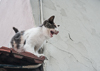 071108-3371 Cat on a tiled roof in Istanbul (Turkey)