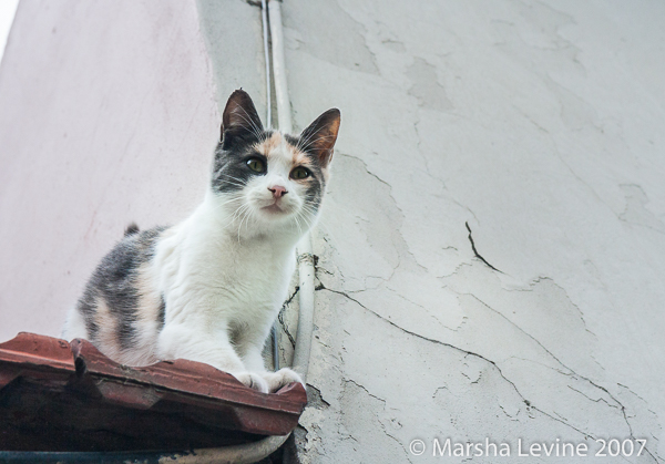 Cat on a tiled roof in Istanbul (Turkey)