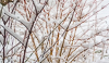 130121-4964 Coppiced dogwoods blanketed in snow, Cambridge