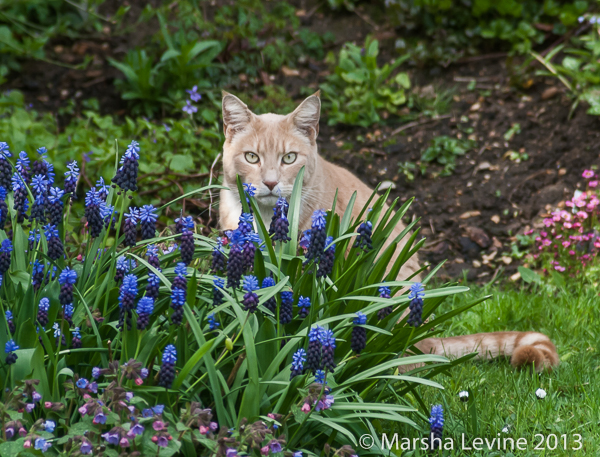 Cat with Grape Hyacinth and Lungwort blossoms, Cambridge