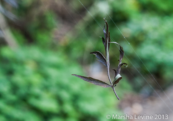 An Elder leaf suspended from a spiderweb, Cambridge