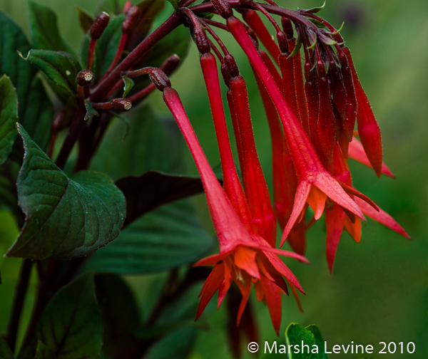 Fuchsia triphylla 'Gartenmeister Bonstedt'