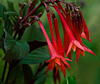 100709-7835 Fuchsia triphylla 'Gartenmeister Bonstedt'