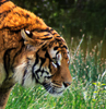 090609-6812 Tiger (Panthera tigris) at Plante Sauvage, near Nantes, France