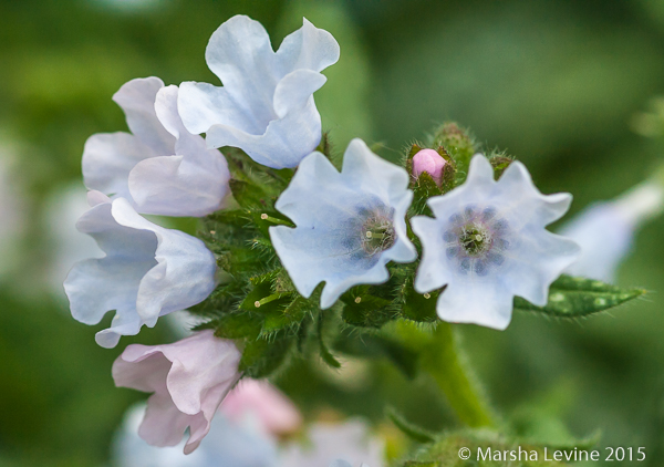 Lungwort (Pulmonaria officinalis) 'Cambridge' in Cambridge