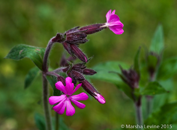 Red Campion (Silene dioica) in a Cambridge garden