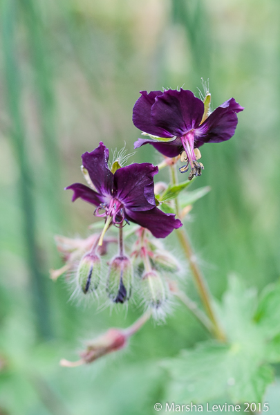 Widow's Cranesbill (Geranium phaeum), Cambridge