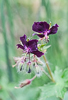 110429-9844 Widow's Cranesbill (Geranium phaeum), Cambridge