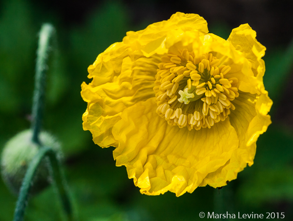 Meconopsis cambrica (Welsh Poppy) in a Cambridge garden