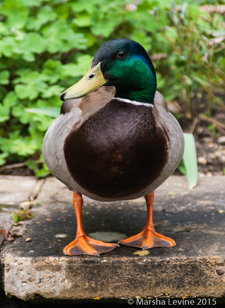 Mallard drake in a garden pond, Cambridge