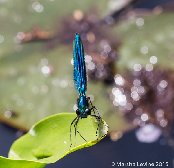 Banded Demoiselle Damselfly, Cambridge