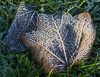 141229-6641 Hoar-frosted leaves from a Sycamore tree, Cambridge