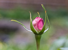 150507-8022 Rosa 'Heritage' posing in a Cambridge garden