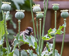 150706-9841 Male House Sparrow with a grub, Cambridge