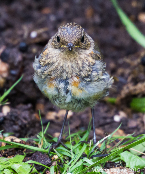 A fledging Robin in my Cambridge garden