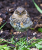 150816-1514 A fledging Robin in my Cambridge garden