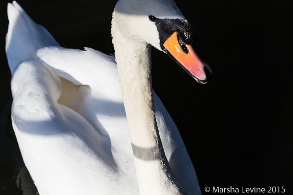 A Mute Swan in the River Cam, Cambridge