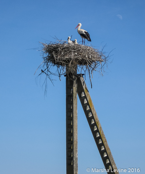 A White Stork and its chicks on their nest (Lithuania)