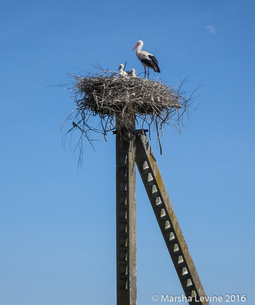 A White Stork and its chicks on their nest (Lithuania)