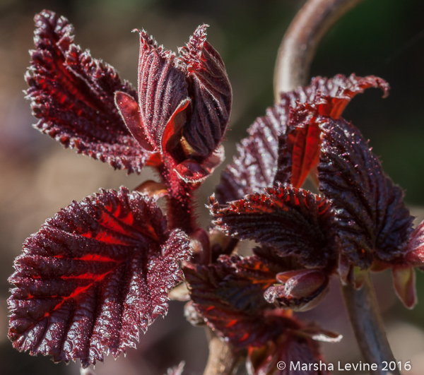 Corkscrew Hazel 'Red Majestic' in a Cambridge garden