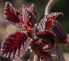 110410-9529 Corkscrew Hazel 'Red Majestic' in a Cambridge garden