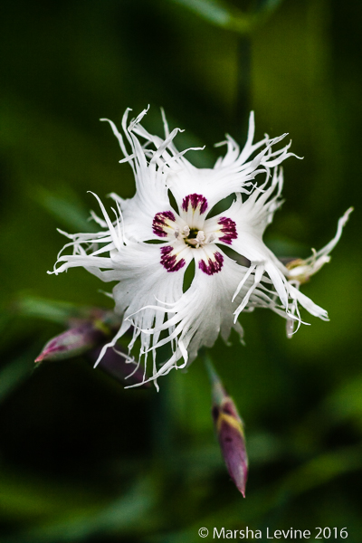 A Sand Pink (Dianthus arenarius) flower in a Cambridge garden